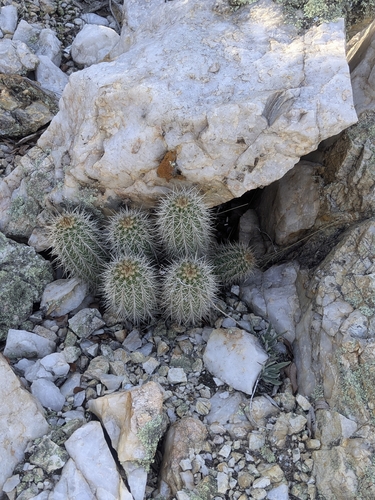 Echinocereus yavapaiensis