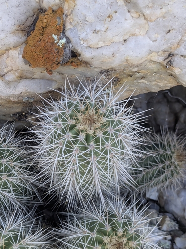 Echinocereus yavapaiensis