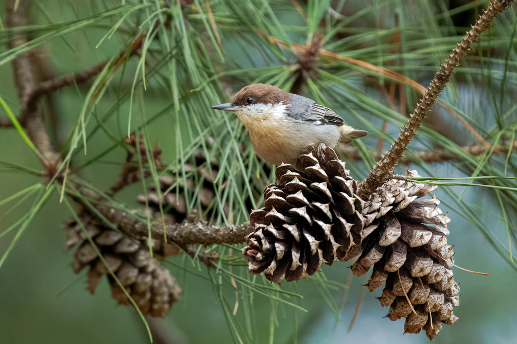 Brown-Headed Nuthatch