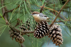 Brown-Headed Nuthatch photo 1