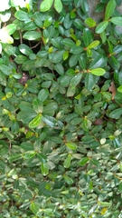 Ficus vaccinioides