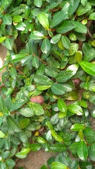 Ficus vaccinioides