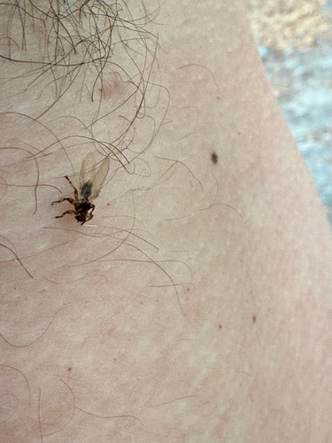 Unknown species found near Dry Brook Ridge Trail, Margaretville, NY, US