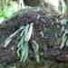 Elaphoglossum hirtum - Photo (c) Paul Tavares,  זכויות יוצרים חלקיות (CC BY-NC), uploaded by Paul Tavares