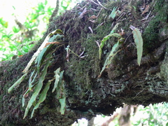 Elaphoglossum semicylindricum image