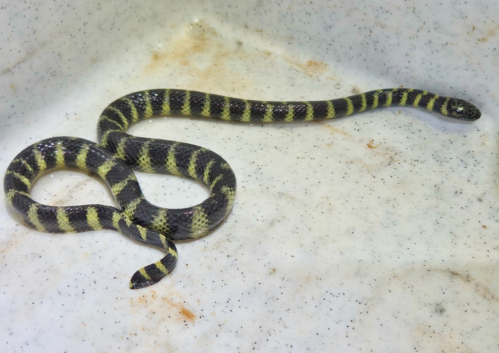 Black-ringed Sea Snakes