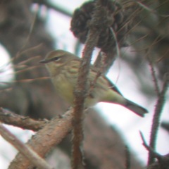 Setophaga coronata × palmarum