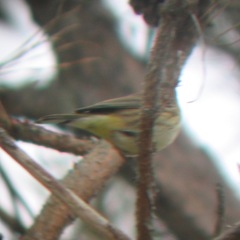 Setophaga coronata × palmarum