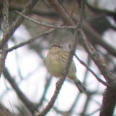 Setophaga coronata × palmarum