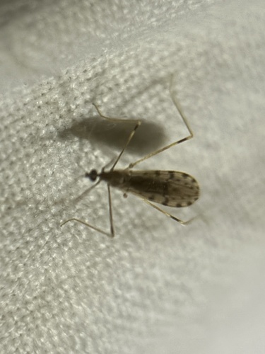 Unknown species found near Cherry Run Rd, Greenville, NC, US