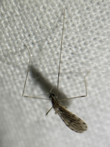 Unknown species found near Cherry Run Rd, Greenville, NC, US