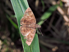Pellicia dimidiata dimidiata