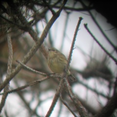 Setophaga coronata × palmarum