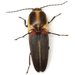 Click Beetles - Photo (c) Mike Quinn, Austin, TX, some rights reserved (CC BY-NC), uploaded by Mike Quinn, Austin, TX