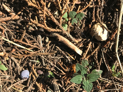 Camponotus festinatus