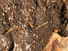 Camponotus festinatus