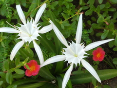 Pancratium