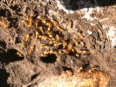 Camponotus festinatus