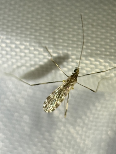 Unknown species found near Cherry Run Rd, Greenville, NC, US