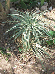 Puya aequatorialis