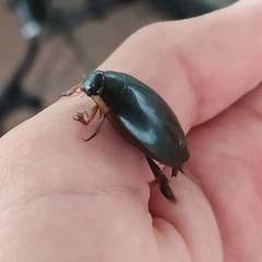 Megadytes