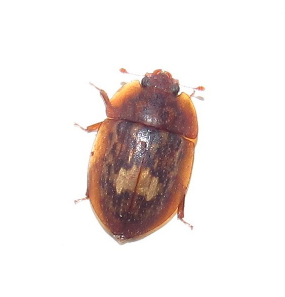 Sap Beetle