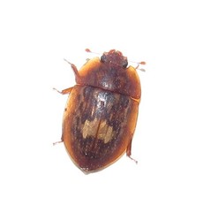 Lobiopa insularis
