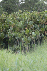 Montrichardia arborescens