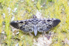 Rhimphaliodes macrostigma