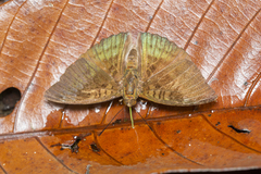 Euthalia monina monina