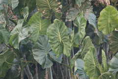 Montrichardia arborescens