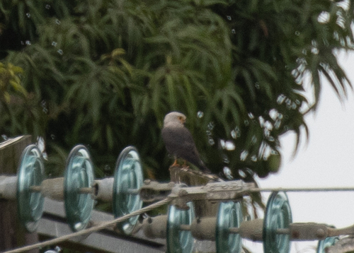 Dickinson's Kestrel (Falco dickinsoni), photo 4