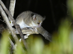 Microcebus murinus
