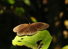 Ethope himachala