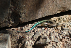 Chalcides sexlineatus