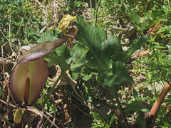 Arum concinnatum