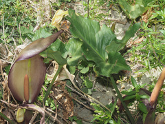 Arum concinnatum