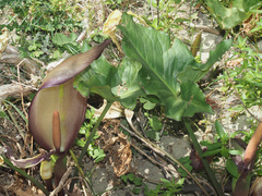 Arum concinnatum
