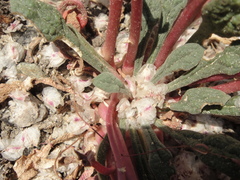 Calyptridium monospermum