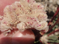 Calyptridium monospermum