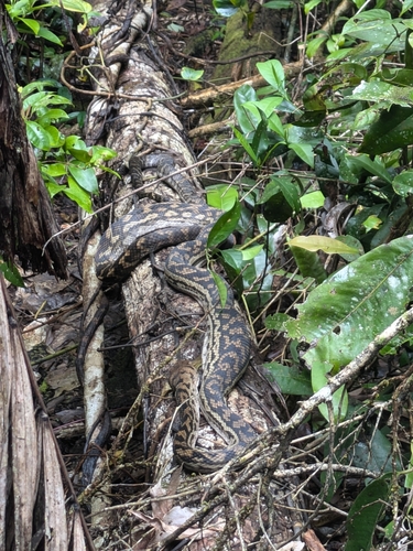 Australian Scrub Python sighting