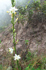 Trihesperus glaucus