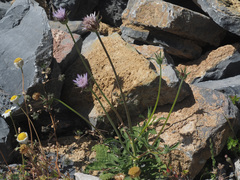 Pterocephalus plumosus