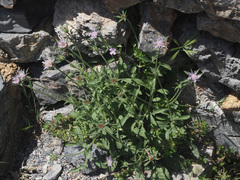 Pterocephalus plumosus