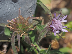 Pterocephalus plumosus