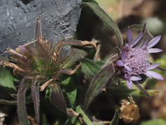 Pterocephalus plumosus