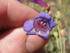 Penstemon laetus