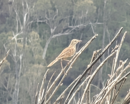 Brown Songlark (Cincloramphus cruralis), photo 8