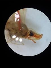 Otiocerus coquebertii