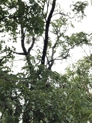 Dalbergia miscolobium